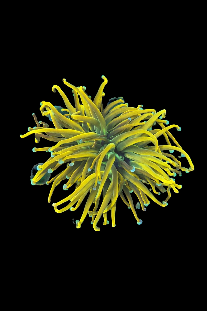 WYSIWYG Aquacultured Sun God Torch
