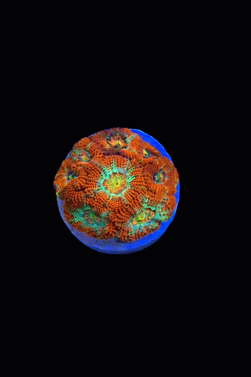 Micromussa Amakusensis Frag