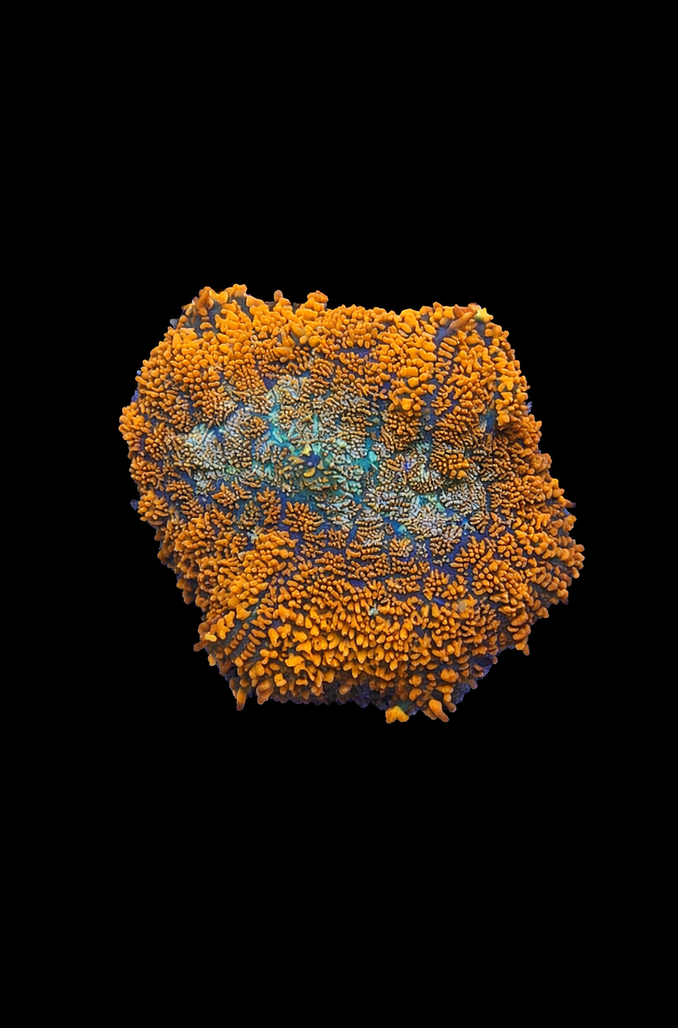 Orange Rhodactis