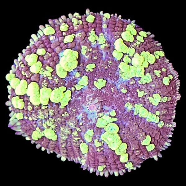 Uranium Bounce Mushroom