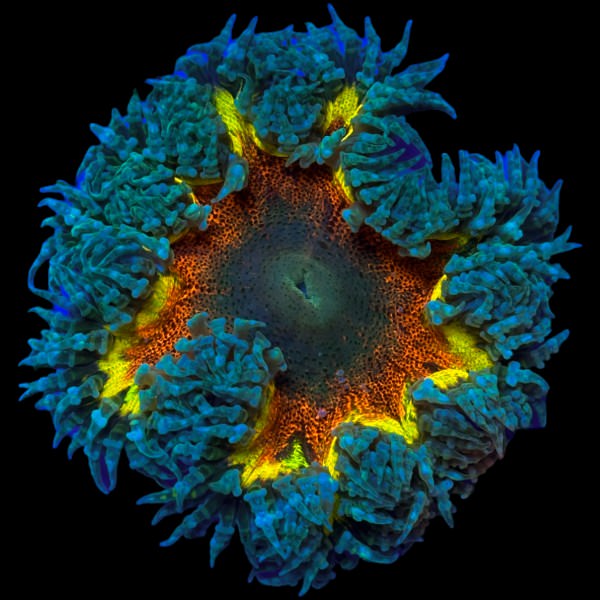 Rock Flower Anemone (Blue Rainbow)