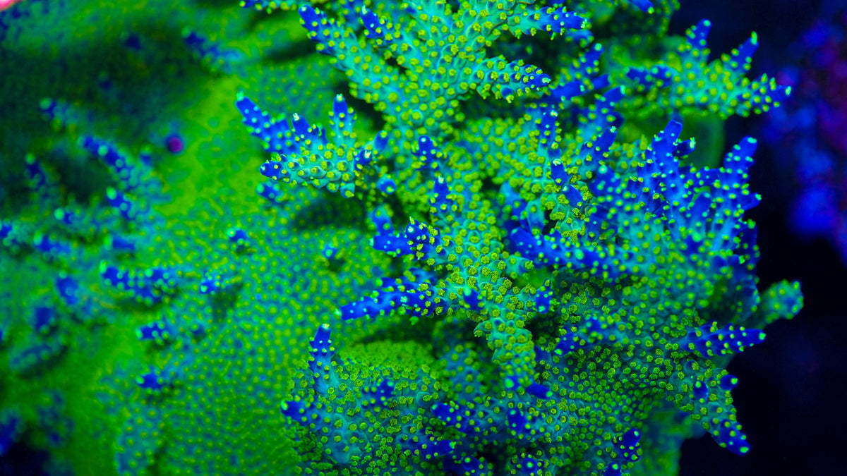 CUT-TO-ORDER Acropora Valida 'Bonsai'
