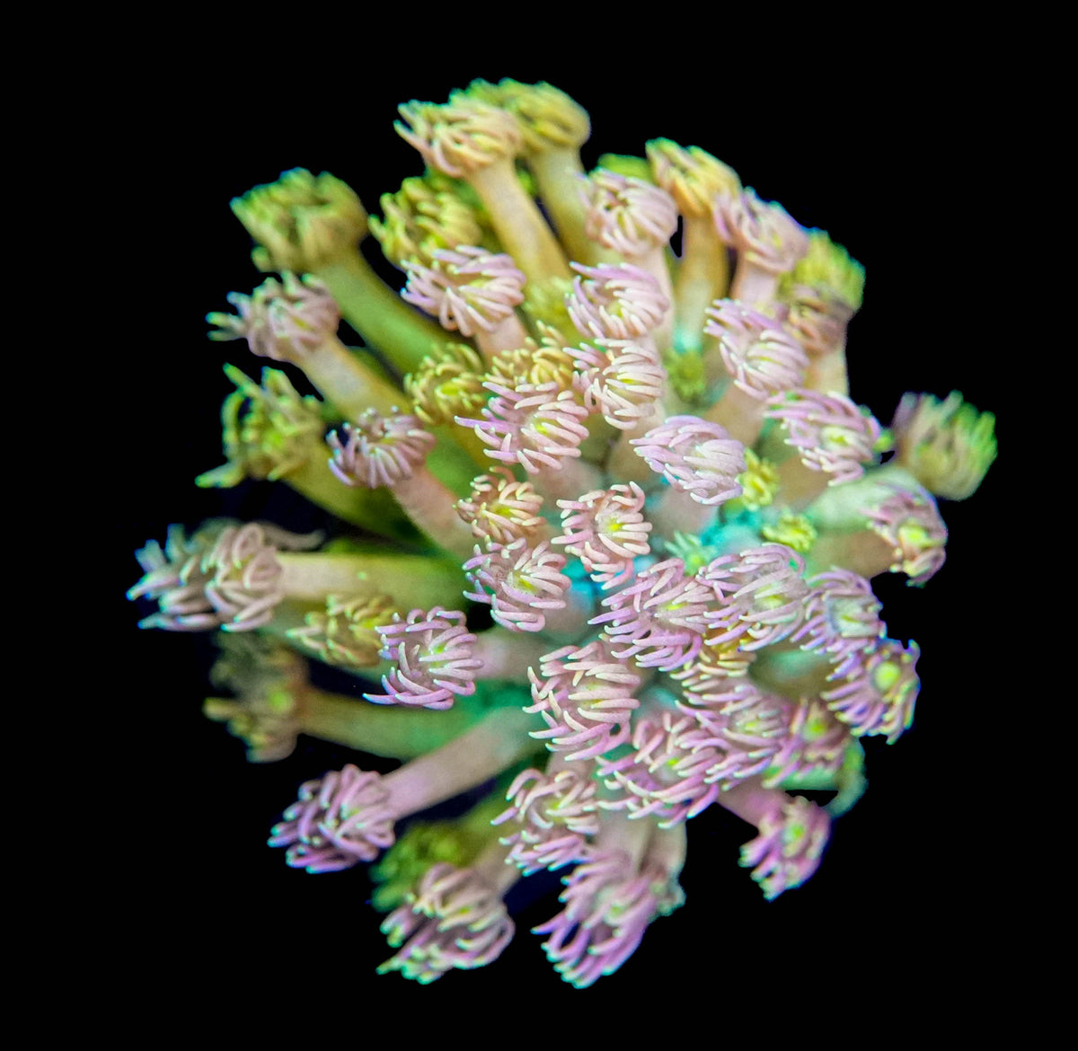 Cotton Candy Goniopora