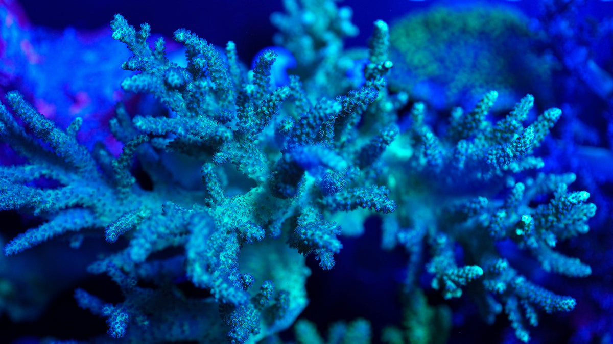 Leather Frag