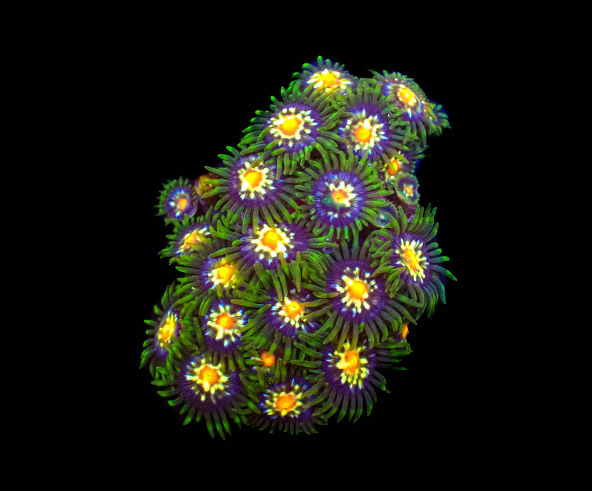 Pinwheel Zoanthids **5-10 Polyps**