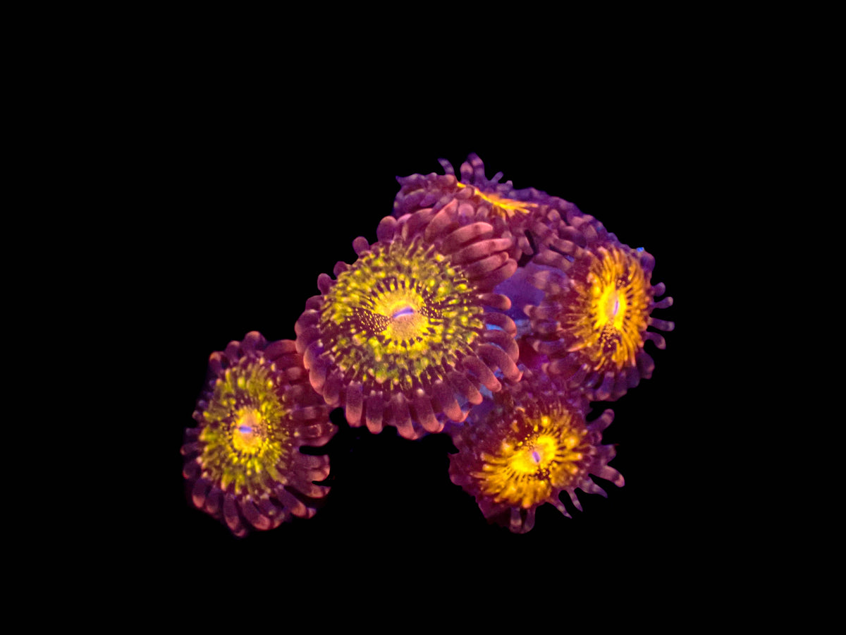 Pandora Zoanthid