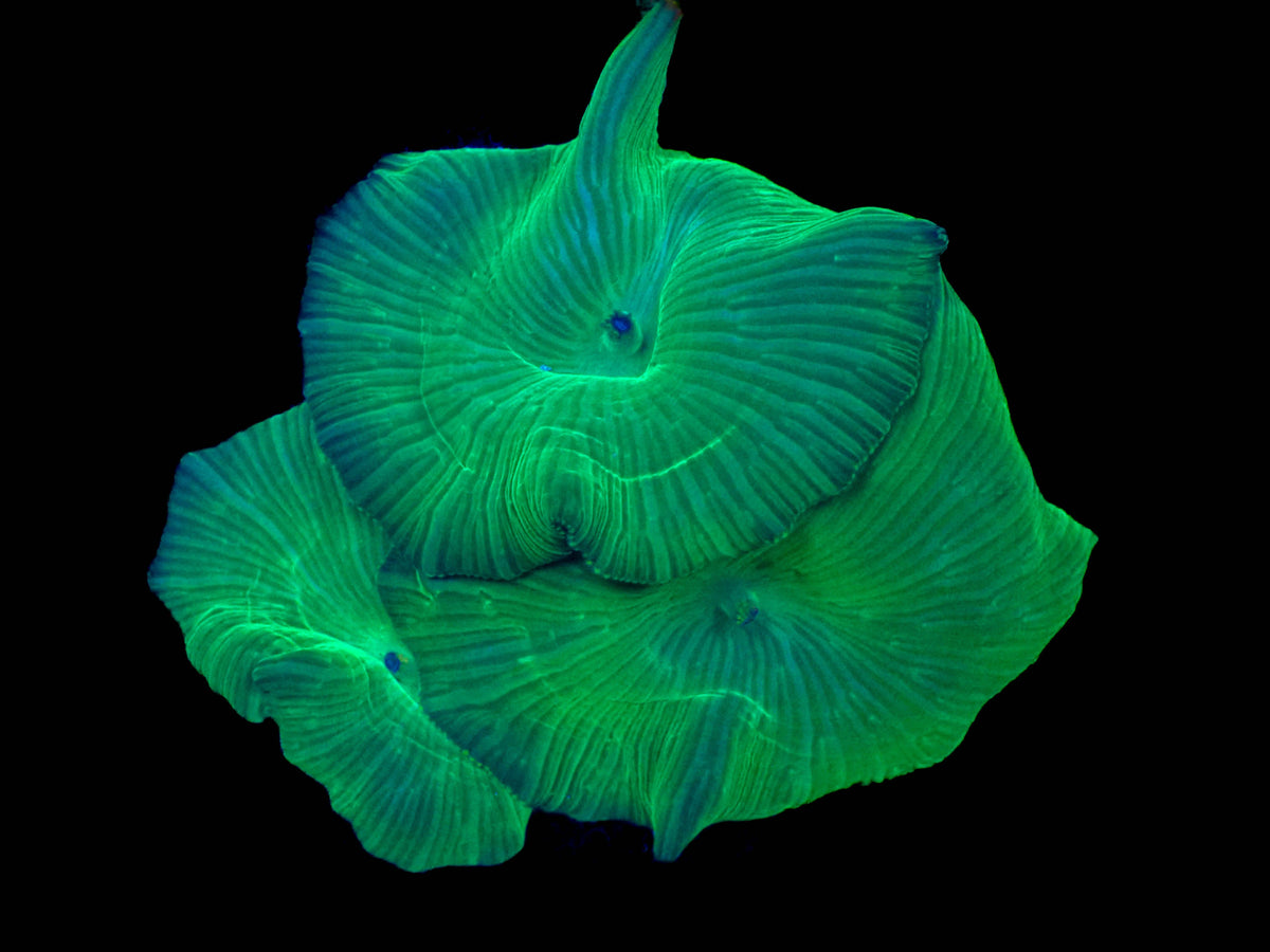 WYSIWYG Green Striated Discosoma x3
