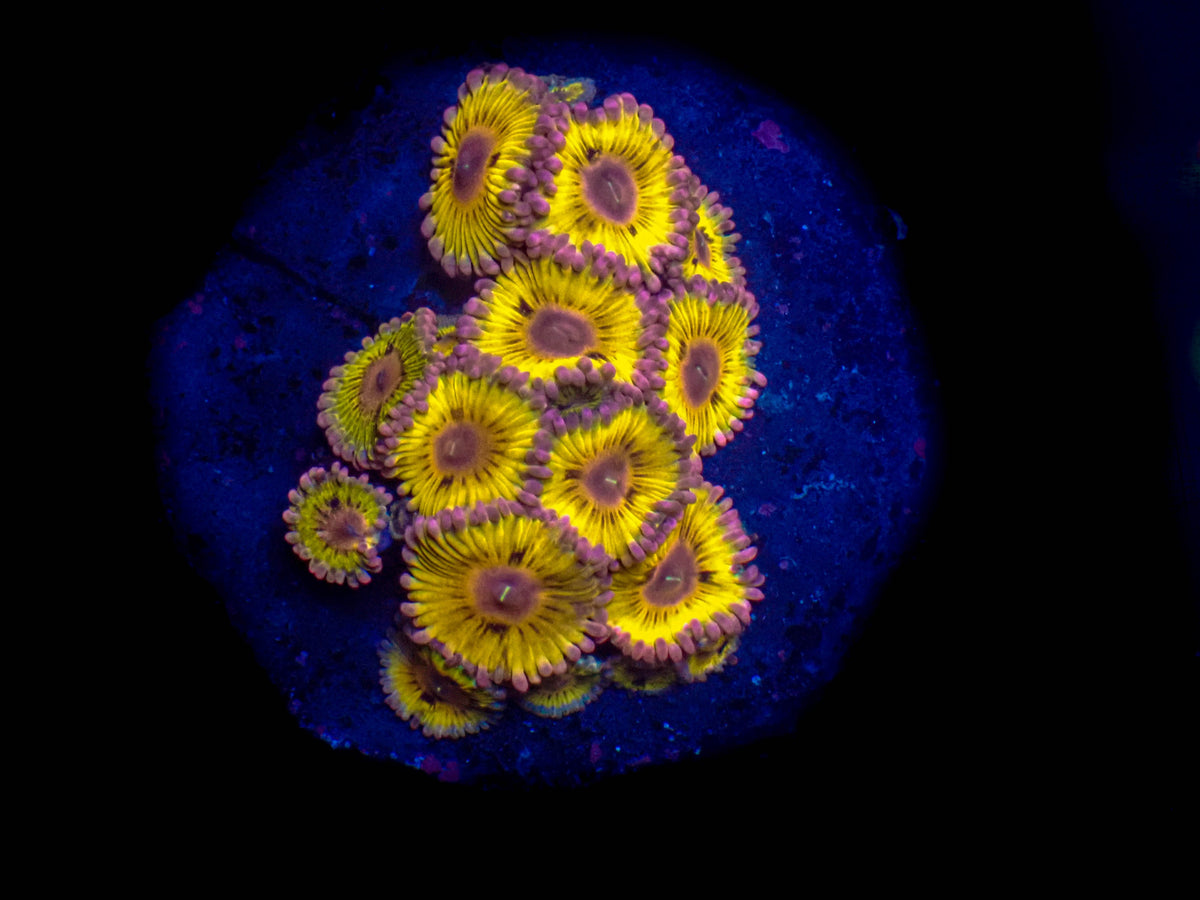 Lemonhead Zoanthid **1-2 Polyp**
