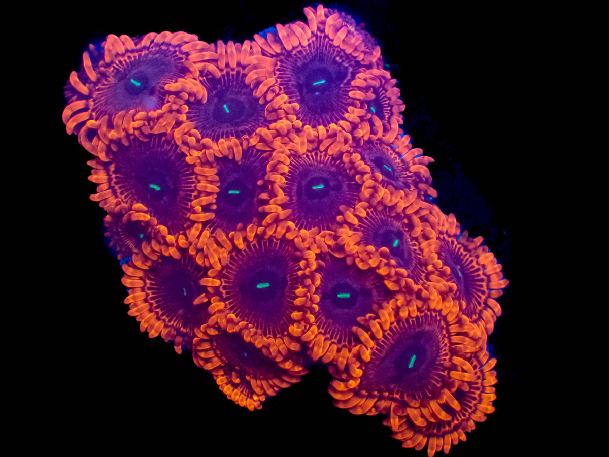 Scarlet Witch Zoanthid Frag **1-2 Polyps**