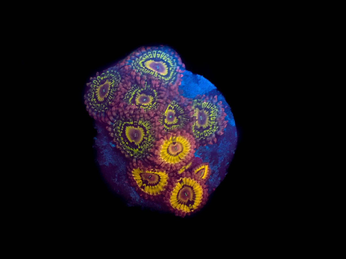 WYSIWYG Pink Chiquita Zoanthid +