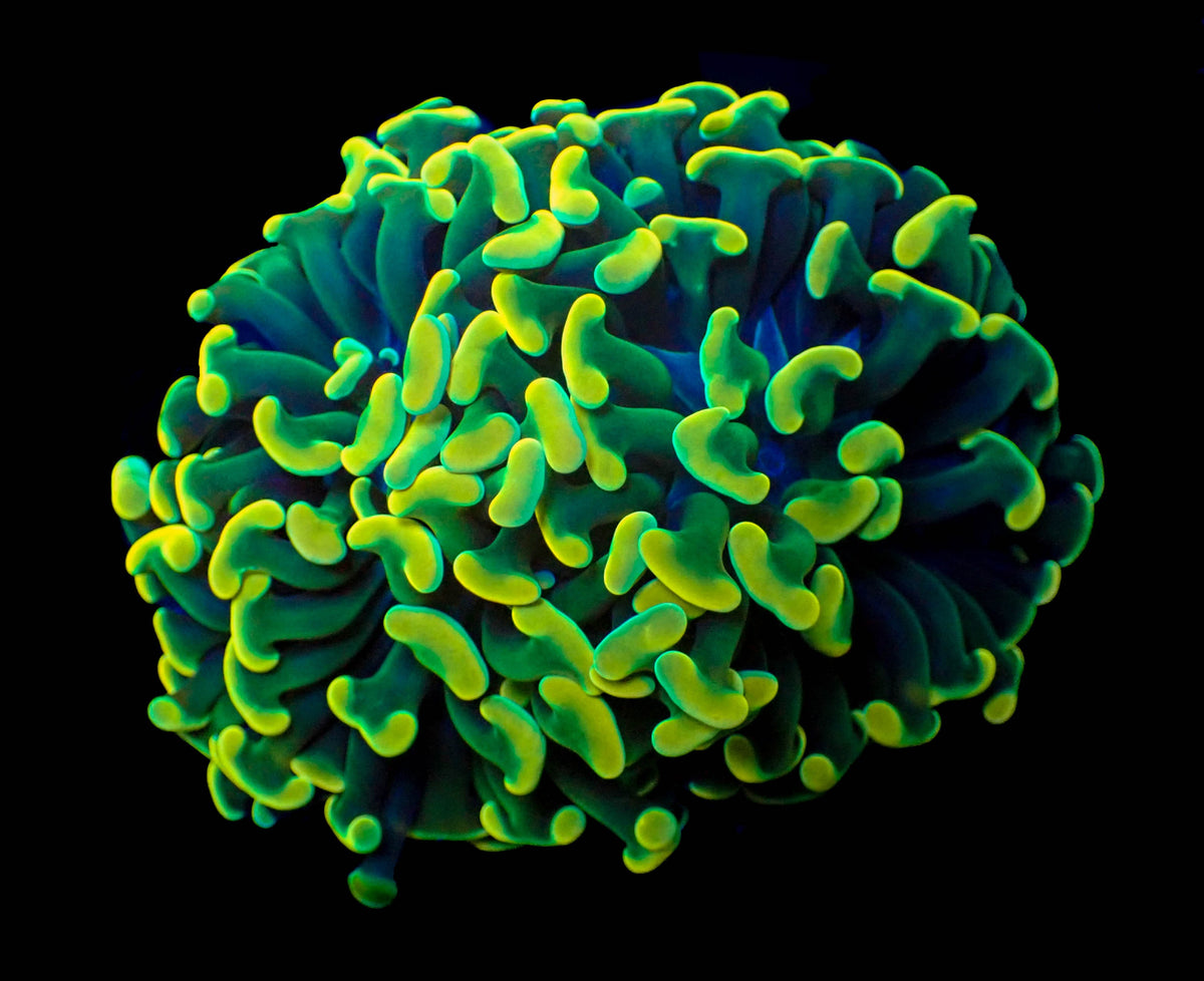 Lime Green Hammer
