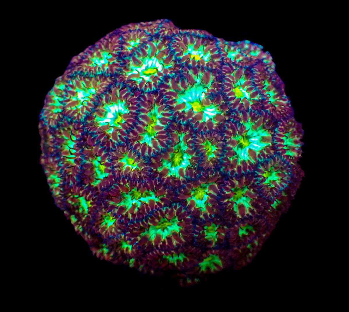 Blastomussa Merletti Frag