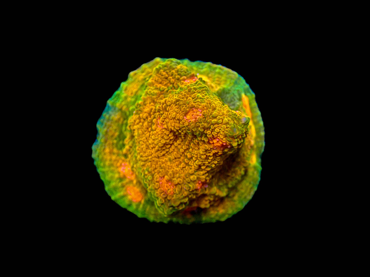 Mummy Eye Chalice Coral