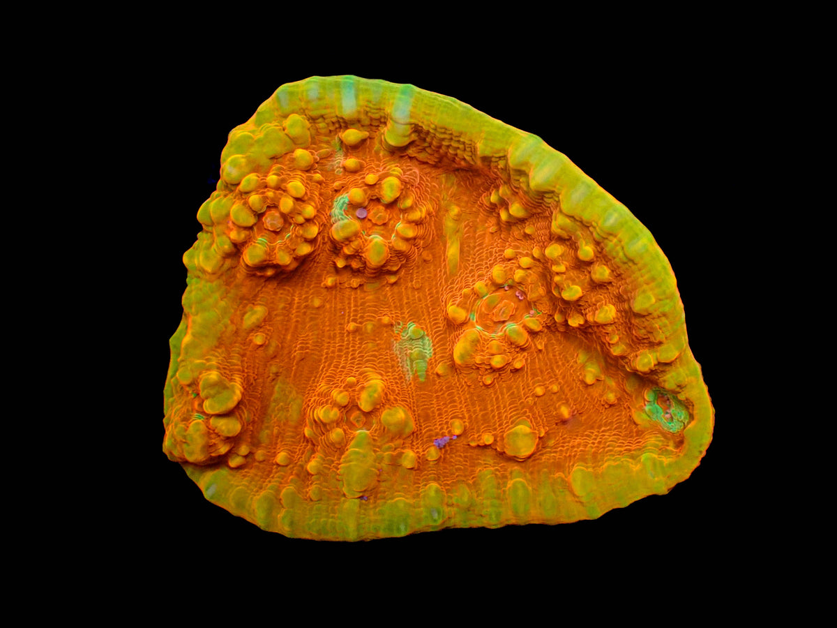 Chalice Coral