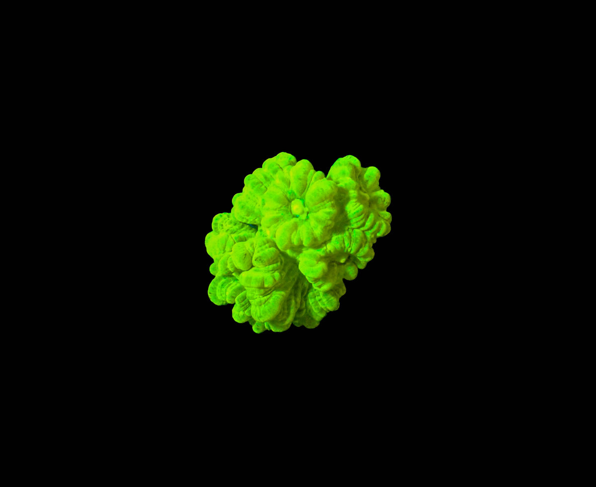 Kryptonite Trumpet Coral