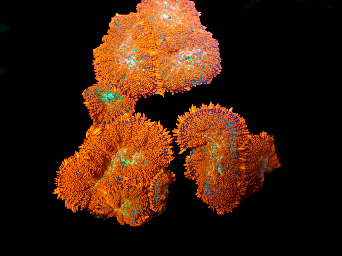 Orange Rhodactis Mushroom (Per Frag)