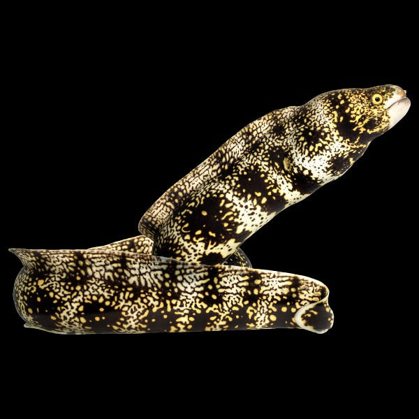 Snowflake Moray Eel