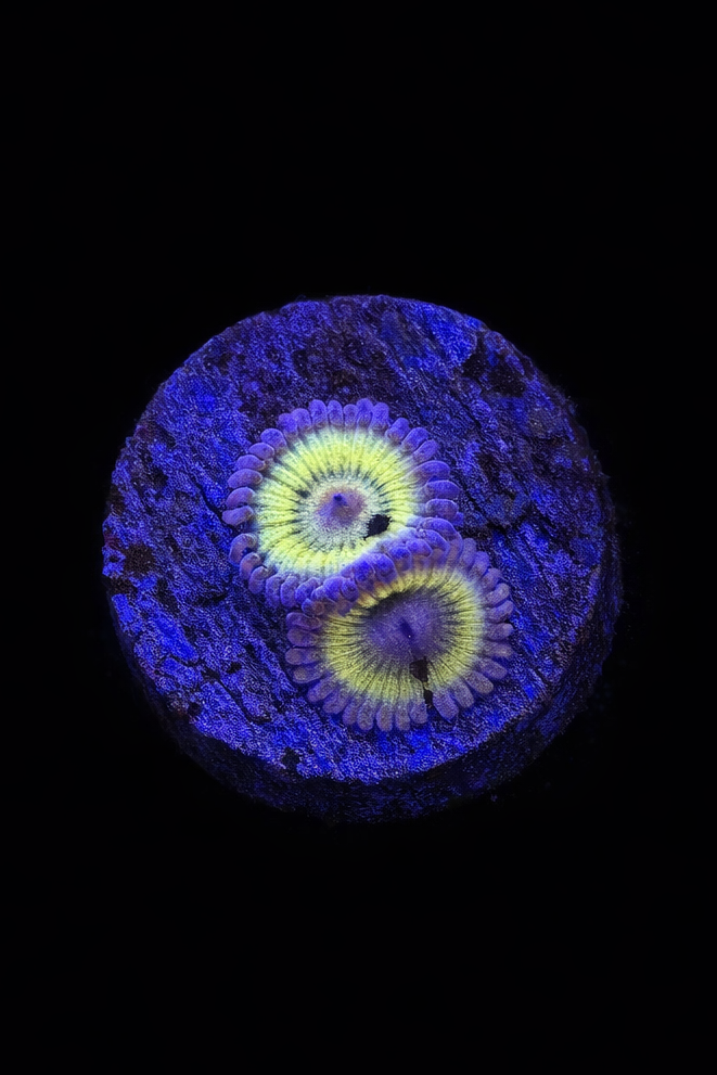 WYSIWYG Zoa (A7)