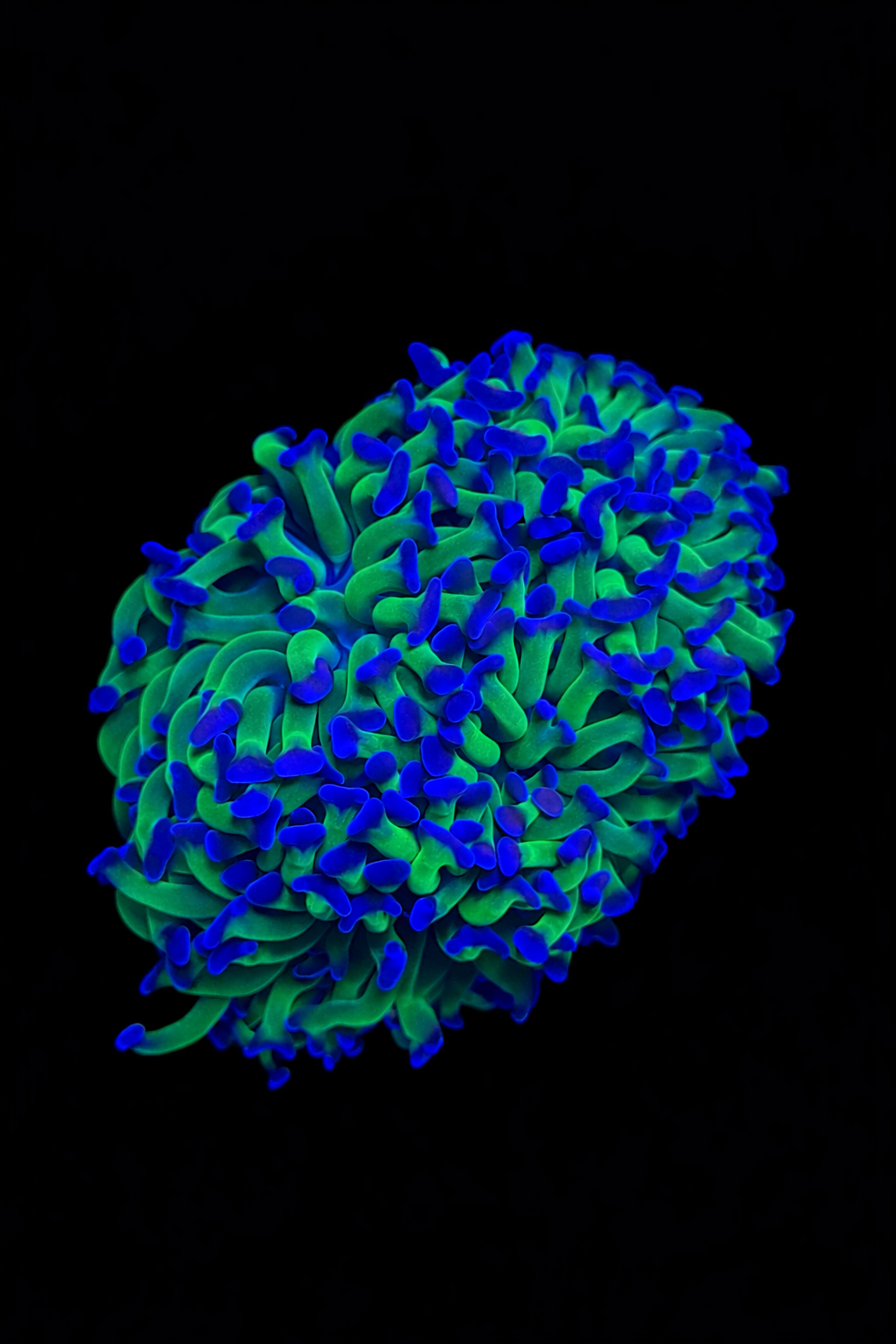 WYSIWYG Bi Colour Hammer Colony