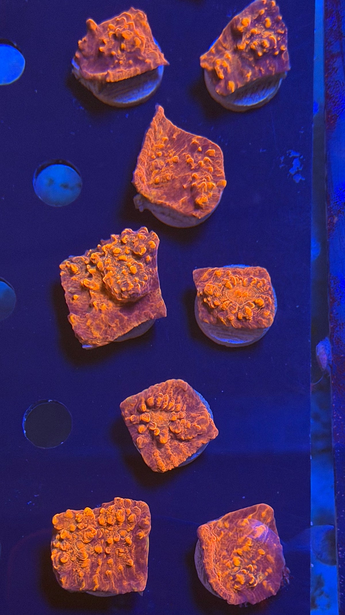 Hotpot Chalice Frag