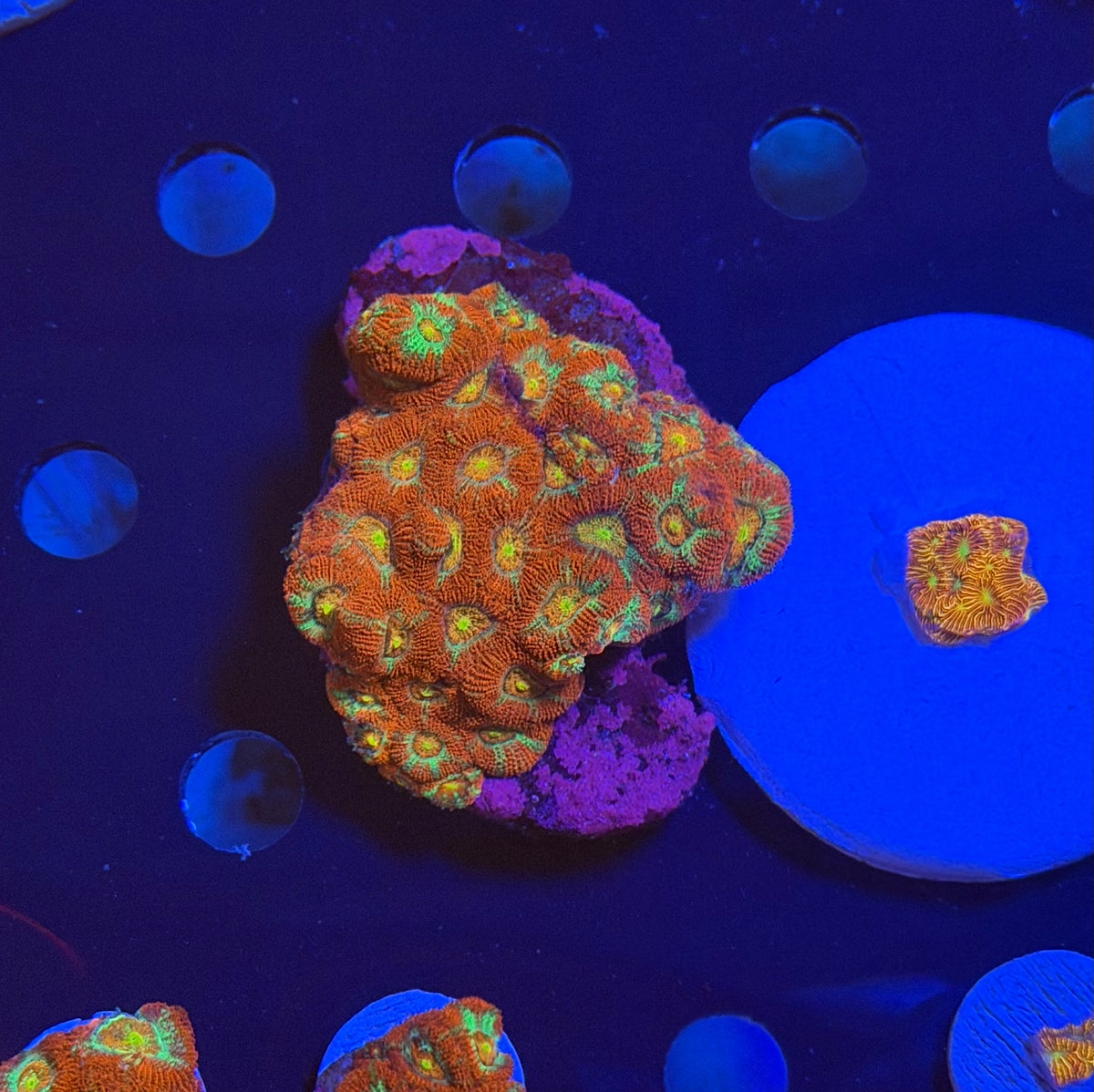 Micromussa Amakusensis Frag
