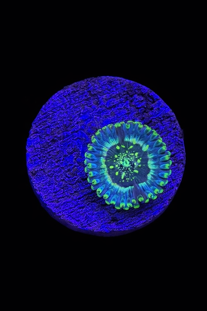 WYSIWYG Zoa (A6)