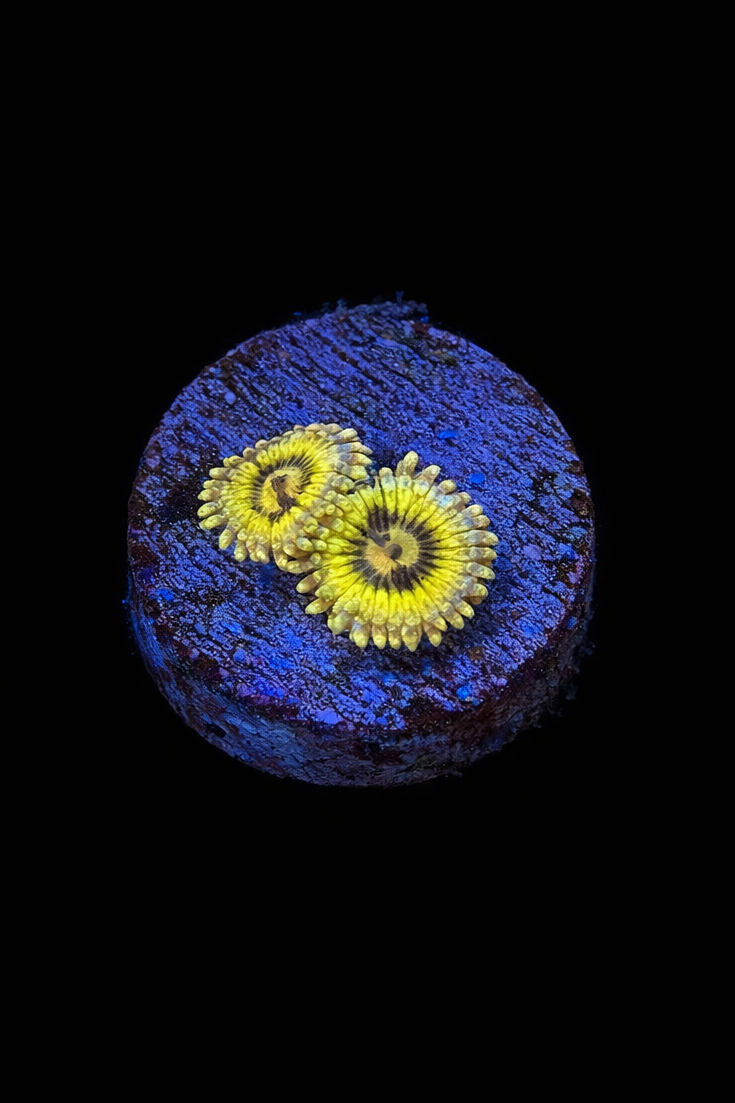 WYSIWYG Yellow Zoa (A11)