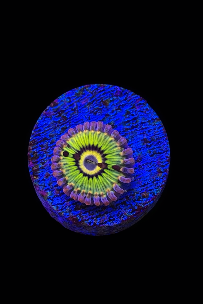 WYSIWYG Zoa (A12)