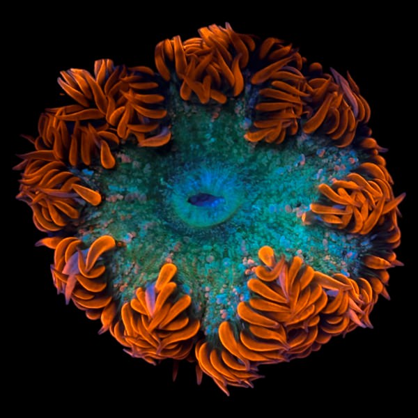 Rock Flower Anemone (Red/Green)