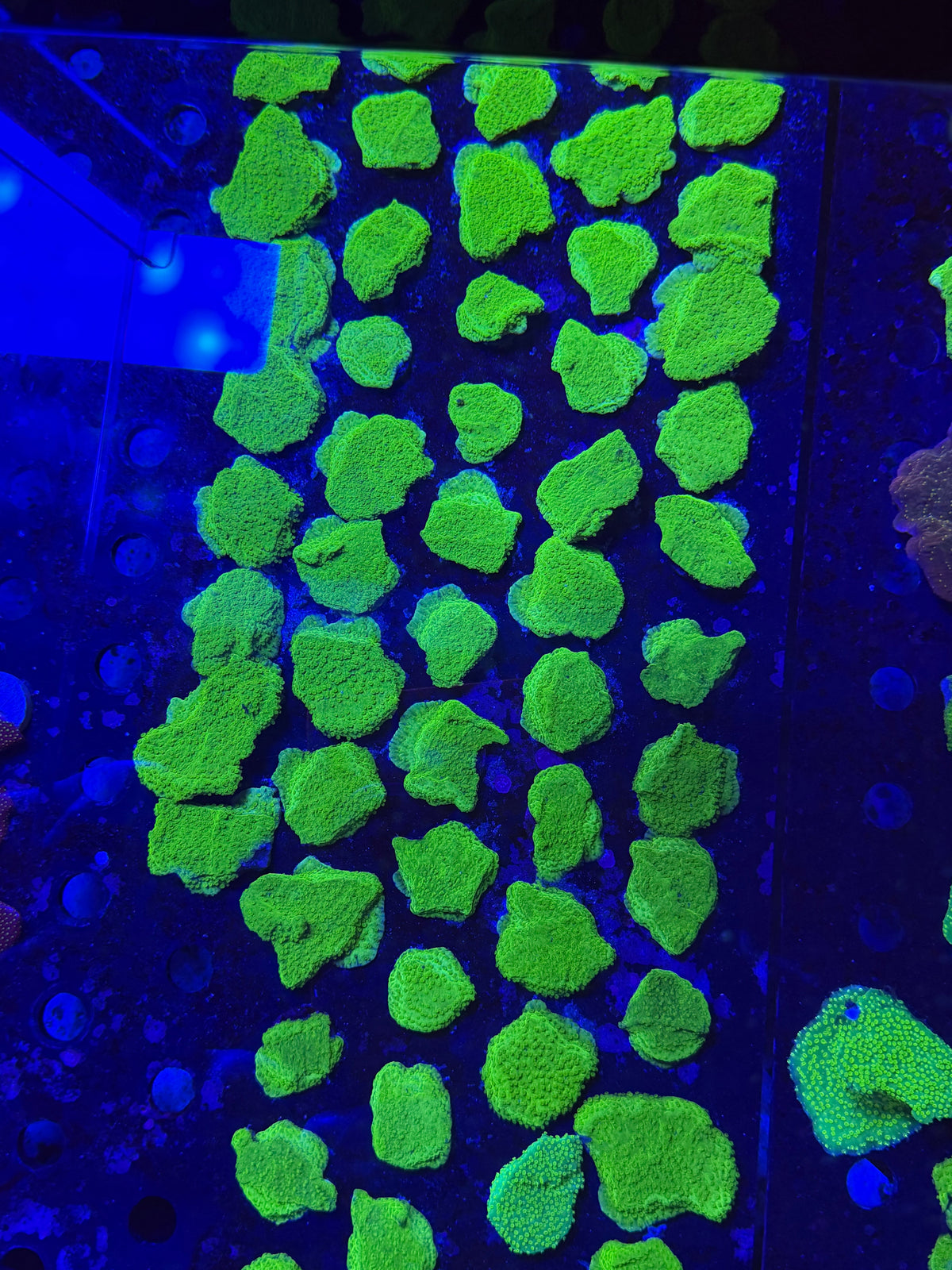Green Encrusting Montipora