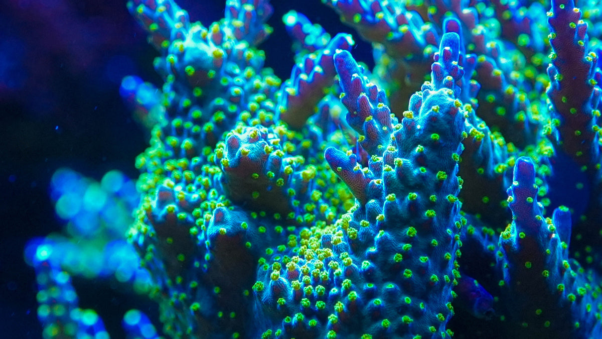 CUT-TO-ORDER Acropora Valida 'Bonsai'