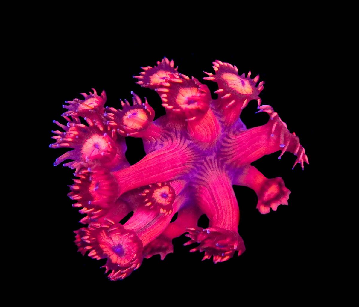 Hellfire Goniopora