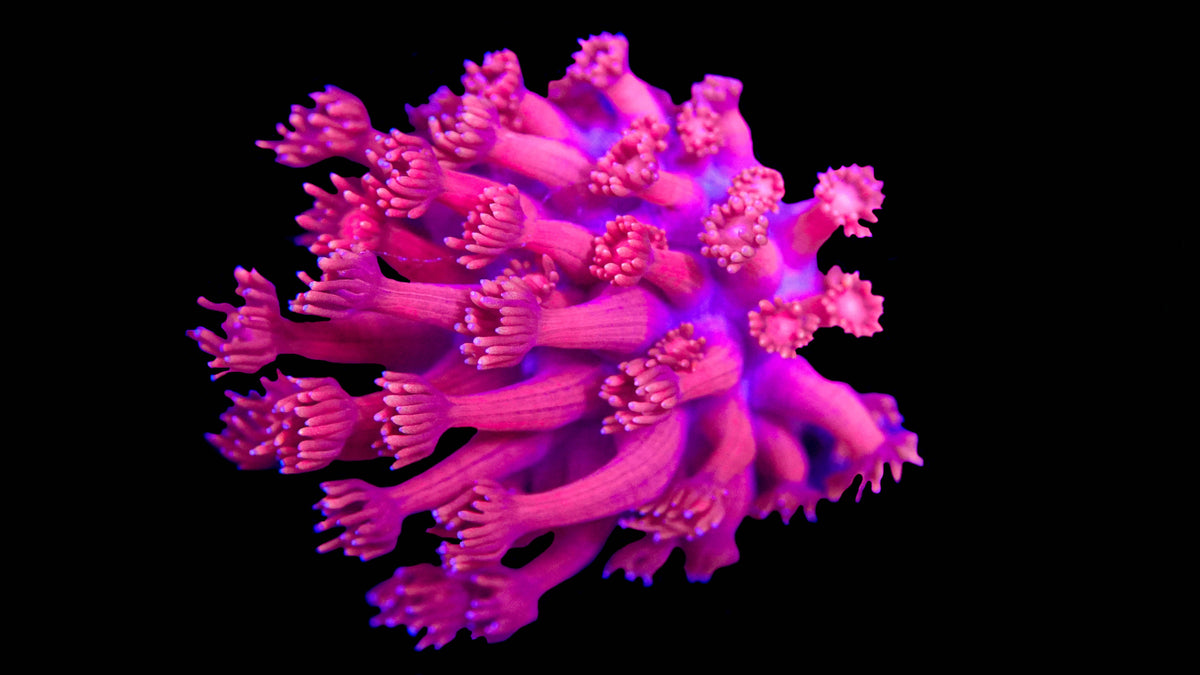 Red Goniopora