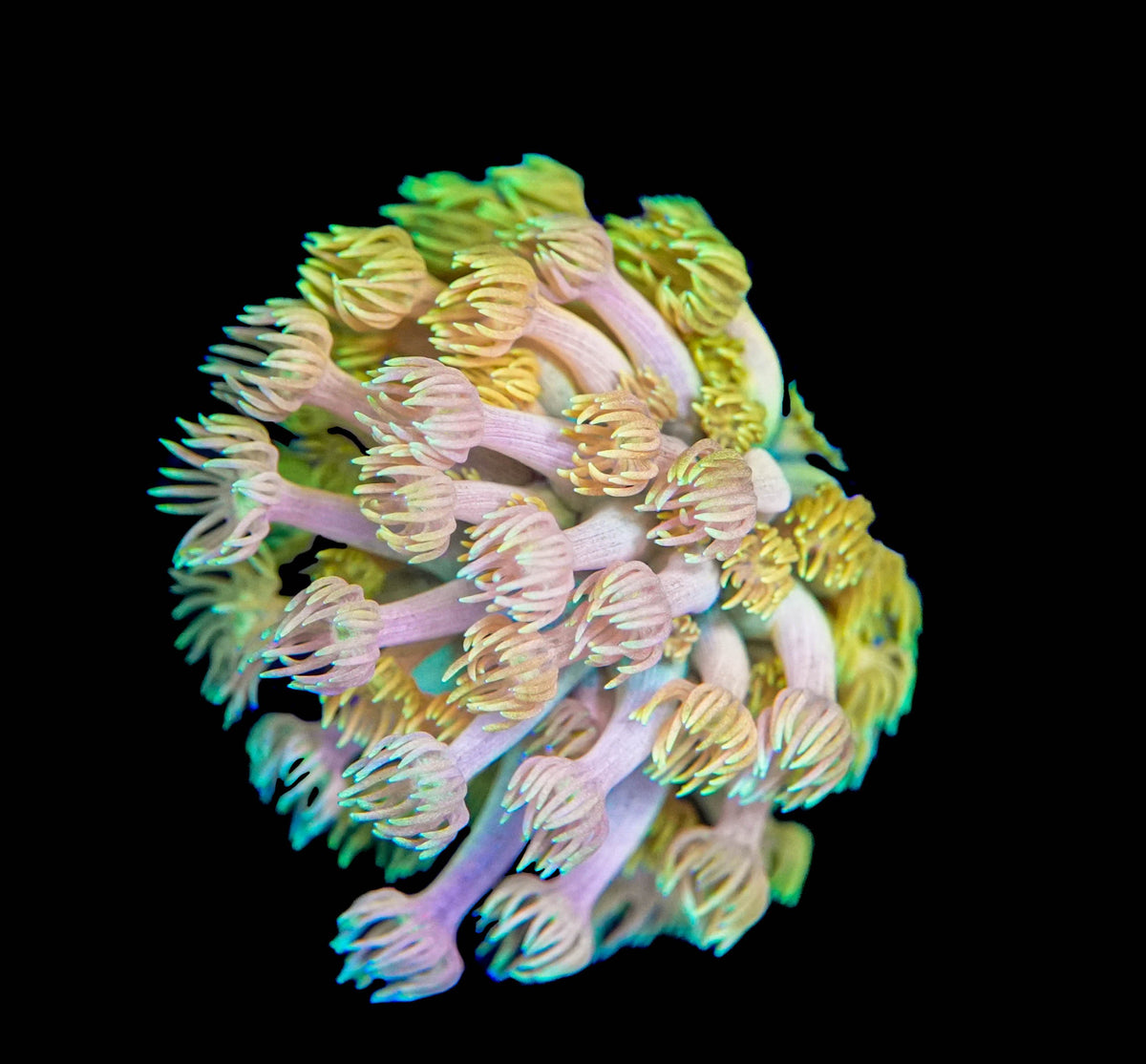 Cotton Candy Goniopora