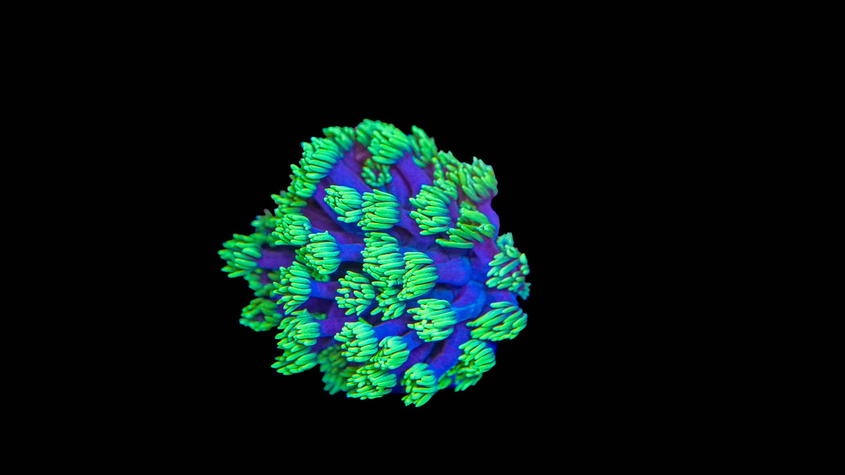 Blue Green Goniopora