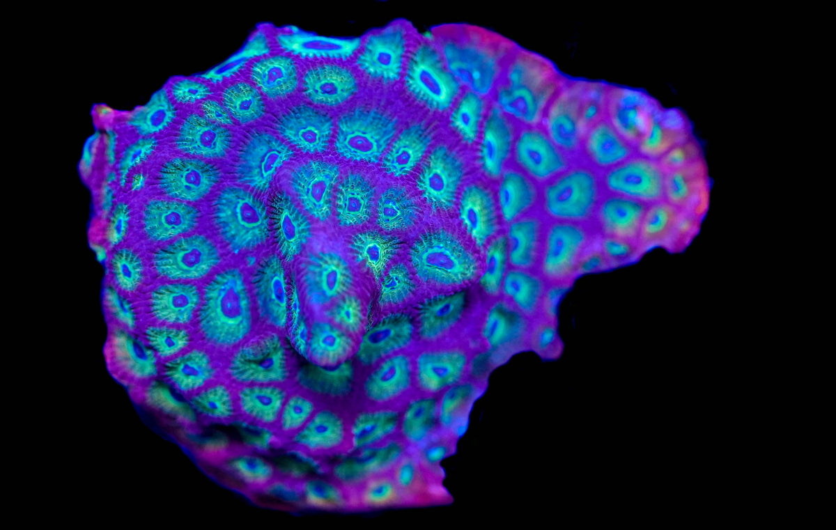 WYSIWYG Favites Mini Colony