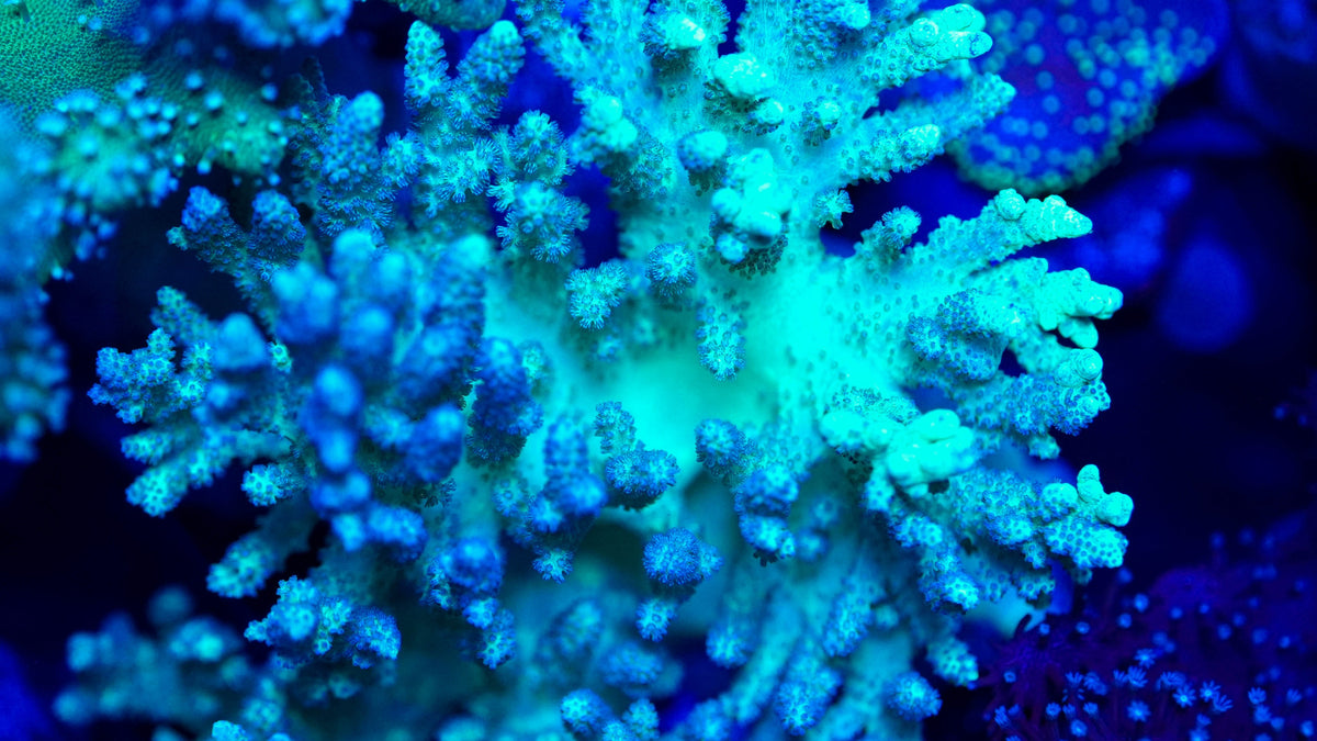 Leather Frag