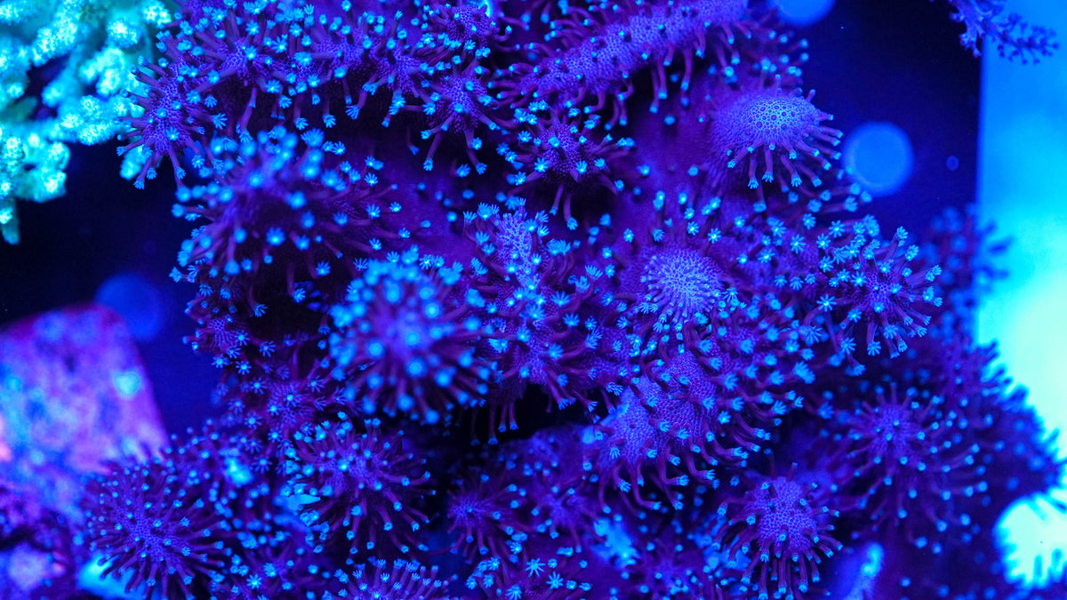 Leather Frag