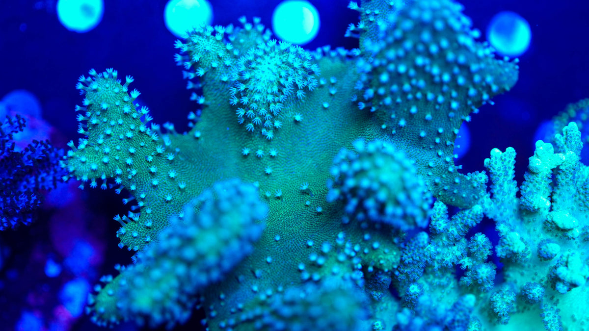 Leather Frag