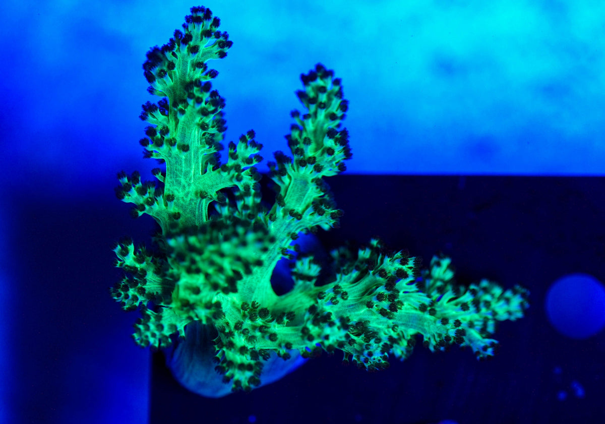 Leather Frag
