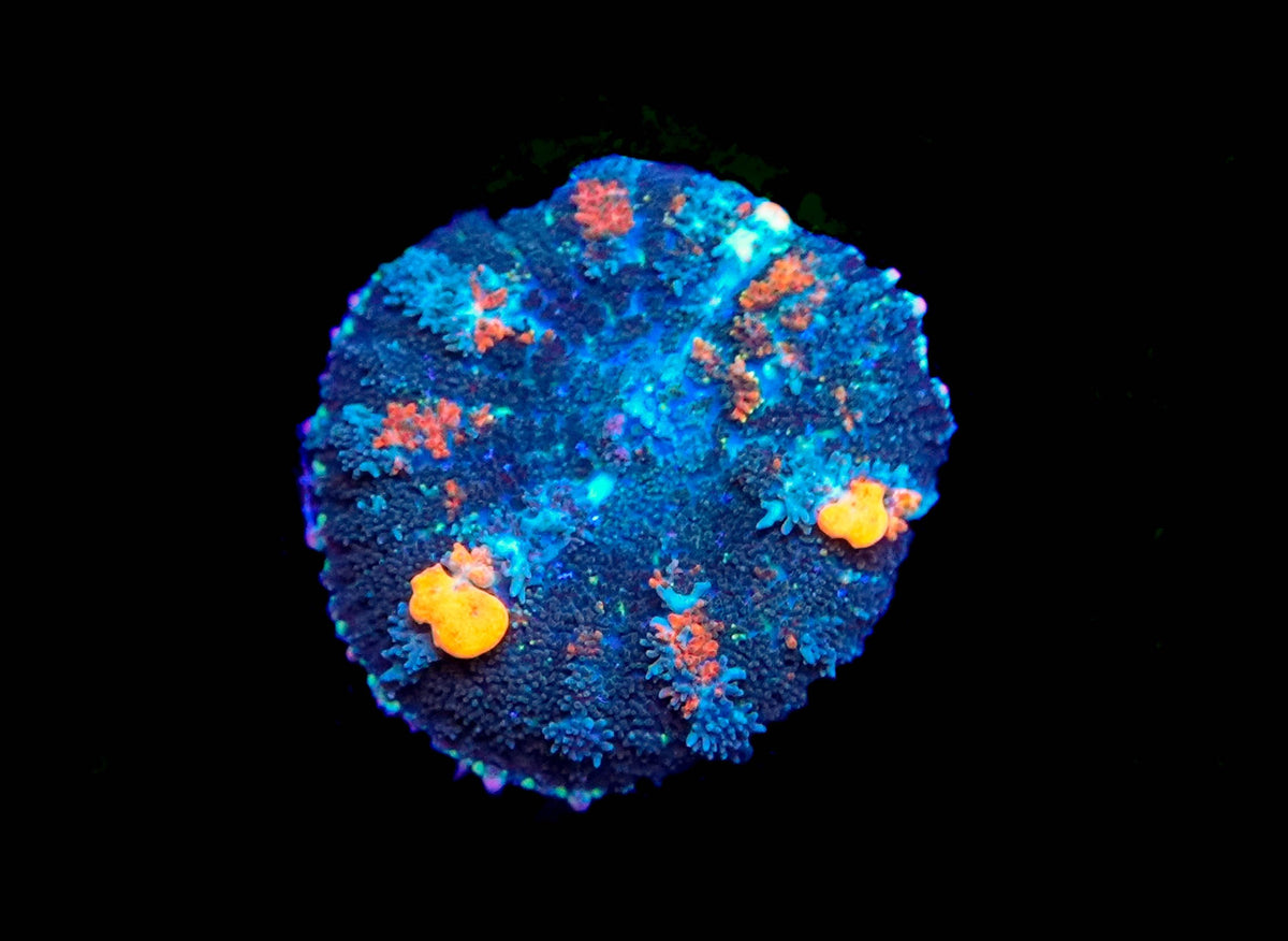 WYSIWYG Orange Pox Bounce Mushroom