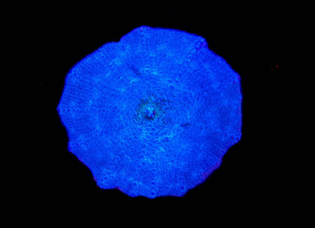 WYSIWYG Blue Discosoma Mushroom