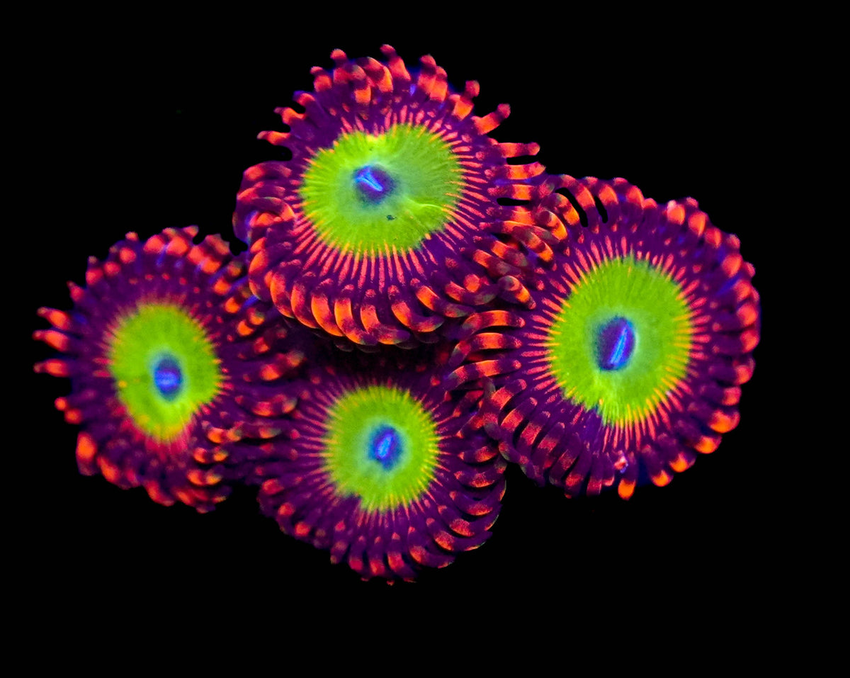Candy Apple Red Zoa