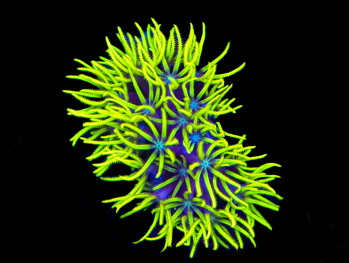 WYSIWYG Green Star Polyps