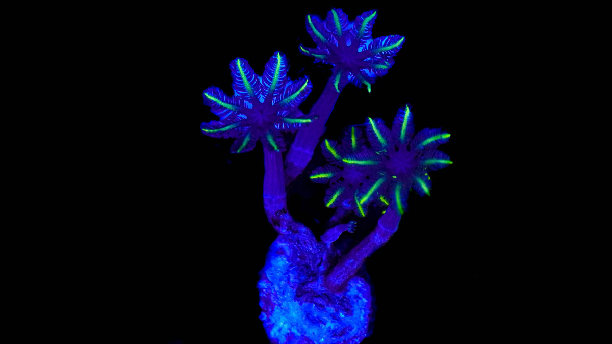 WYSIWYG Clove Polyp Frag