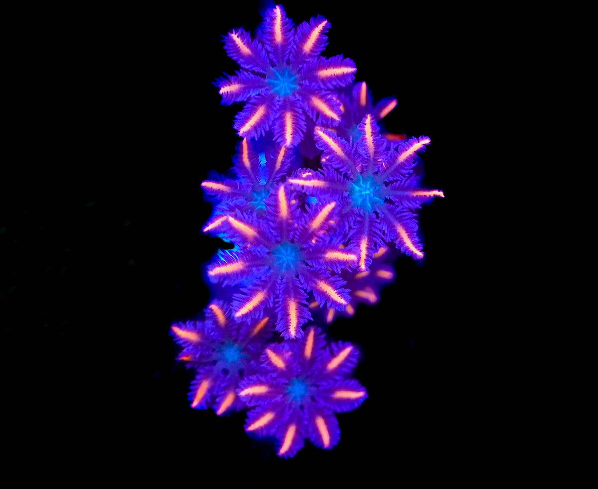 WYSIWYG Clove Polyp Frag