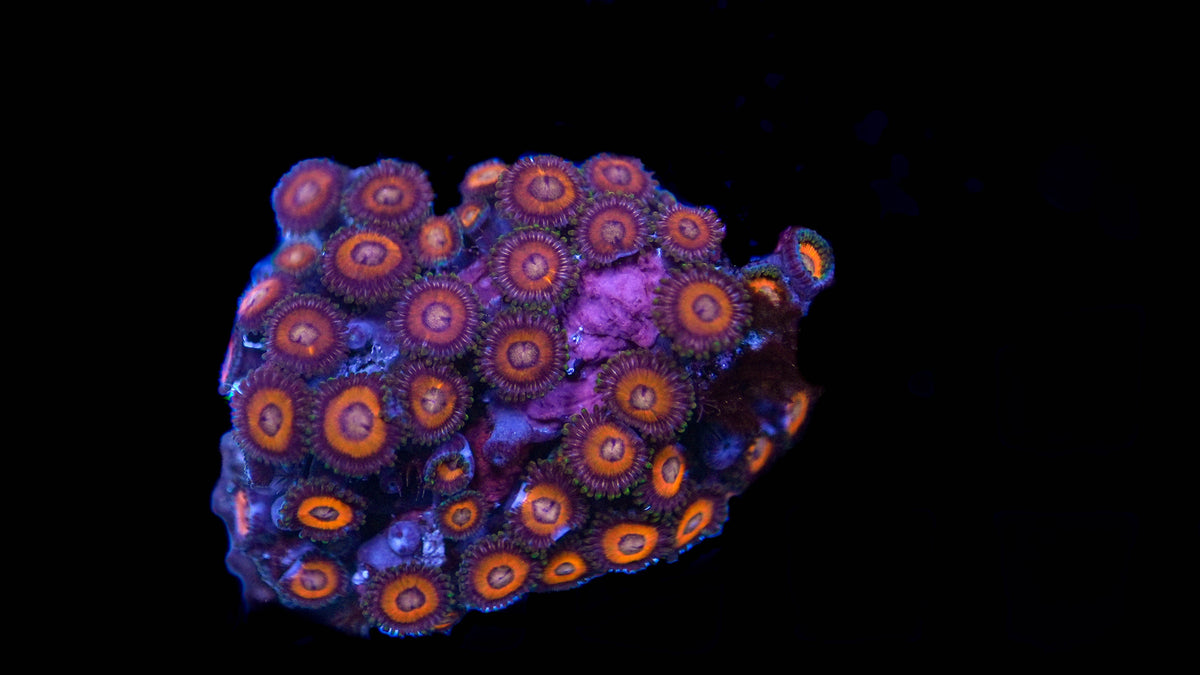 WYSIWYG Zoa Colony