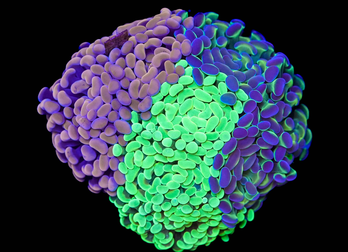 WYSIWYG Hammer Coral Bouquet