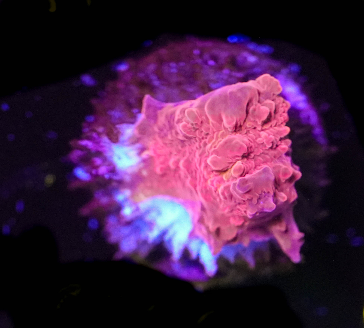 WYSIWYG Chalice Frag