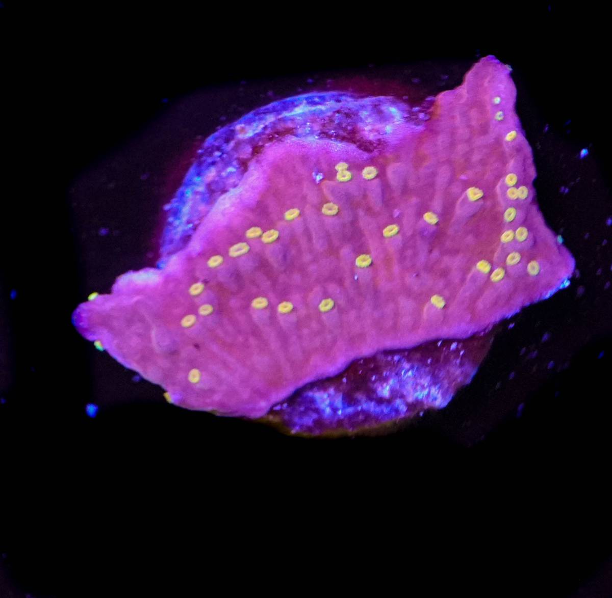 Red Montipora frag